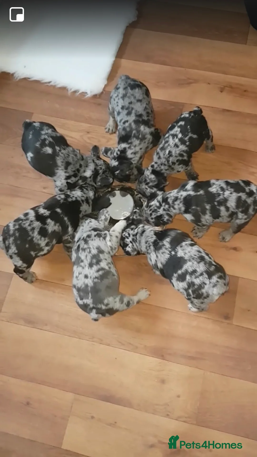 French Bulldog dogs for stud: HEALTH TESTED BLUE MERLE & TAN STUD CARRYING COCOA in Boston - Advert 12