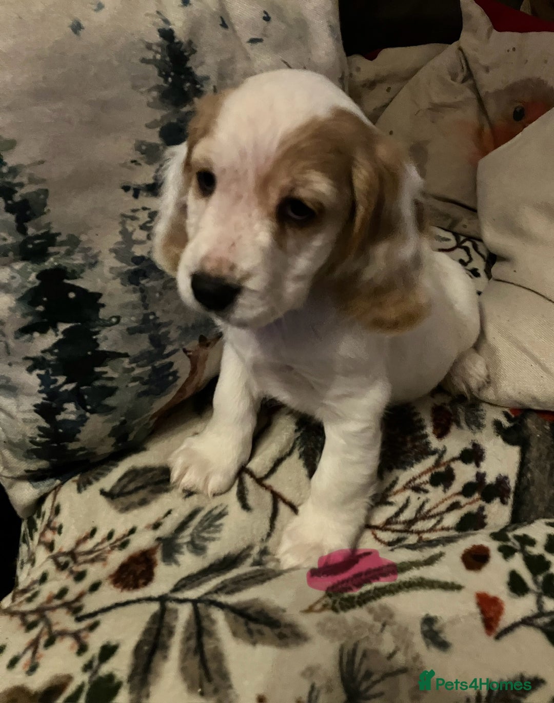 Cocker Spaniel dogs for sale: Cocker spaniel puppies (show type) - Advert 10