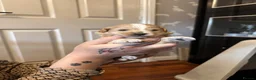 Maltipoo dogs for sale: Teddy bear maltipoo puppies  - Advert 4