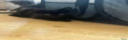Mixed Breed cats for sale: Beautiful boy kittens  - Advert 2