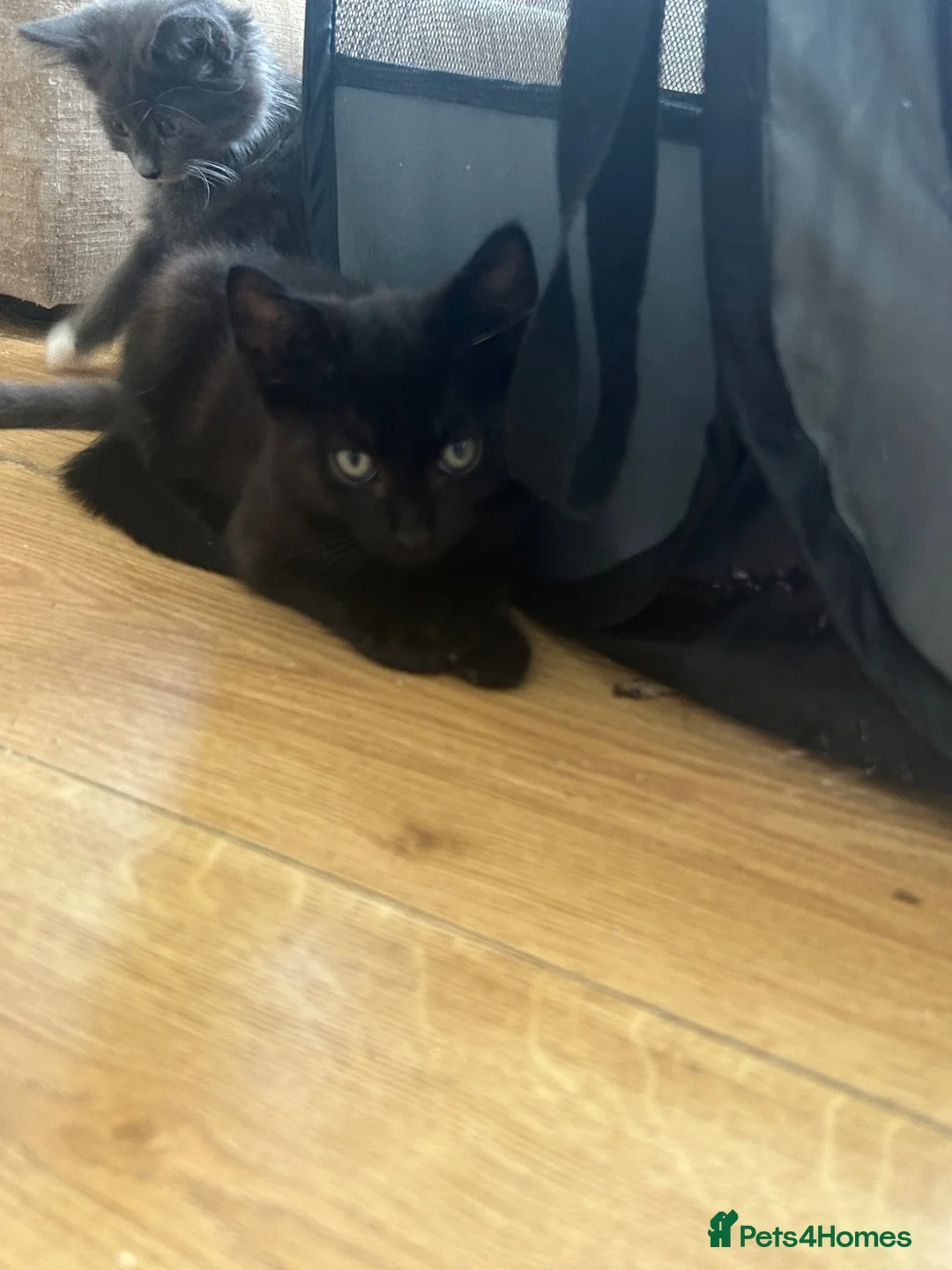 Mixed Breed cats for sale: Beautiful boy kittens  - Advert 2