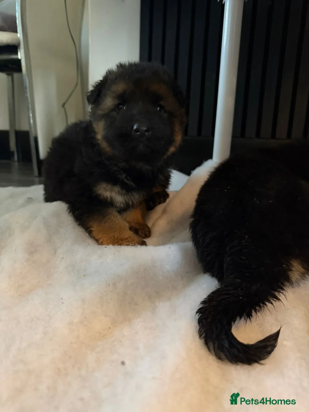 German Shepherd dogs for sale: German Shepard puppies  - Advert 4