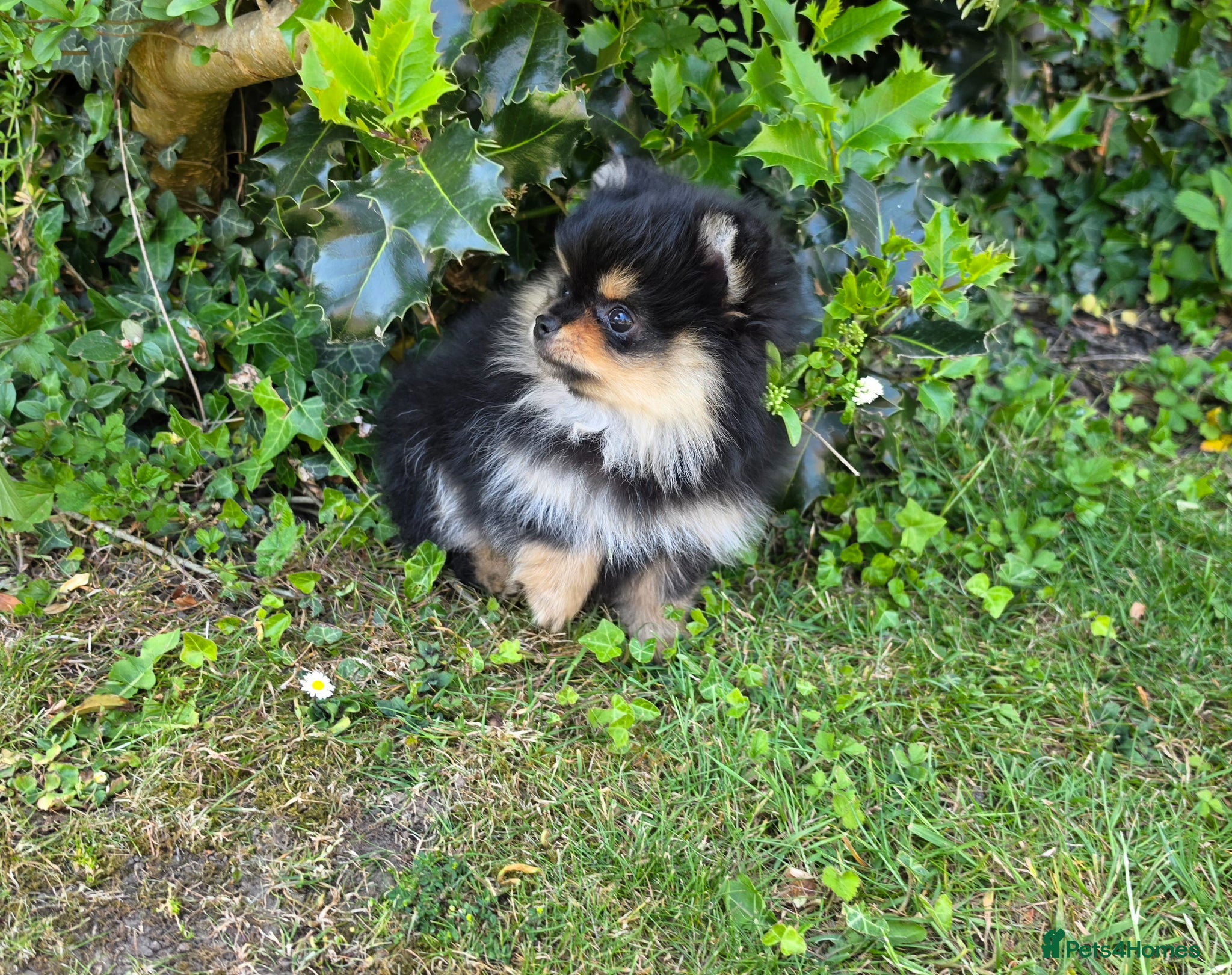 Pomeranian dogs for sale: Pomeranian puppies home raised  - Advert 18