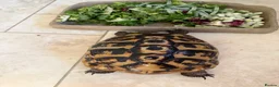 Tortoise reptiles for sale: For sale 10 year old female Hermann tortoise - Advert 10
