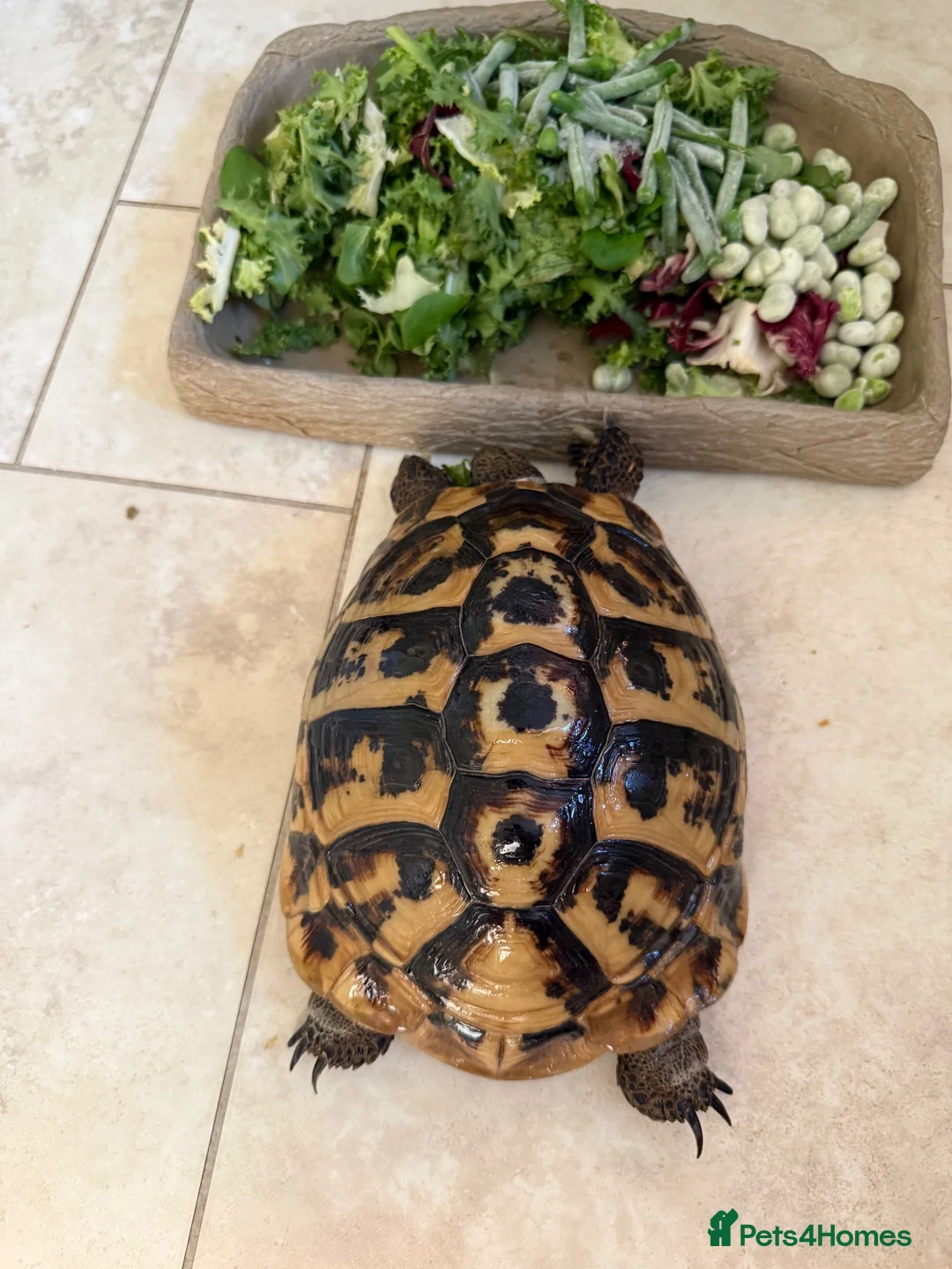 Tortoise reptiles for sale: For sale 10 year old female Hermann tortoise - Advert 10
