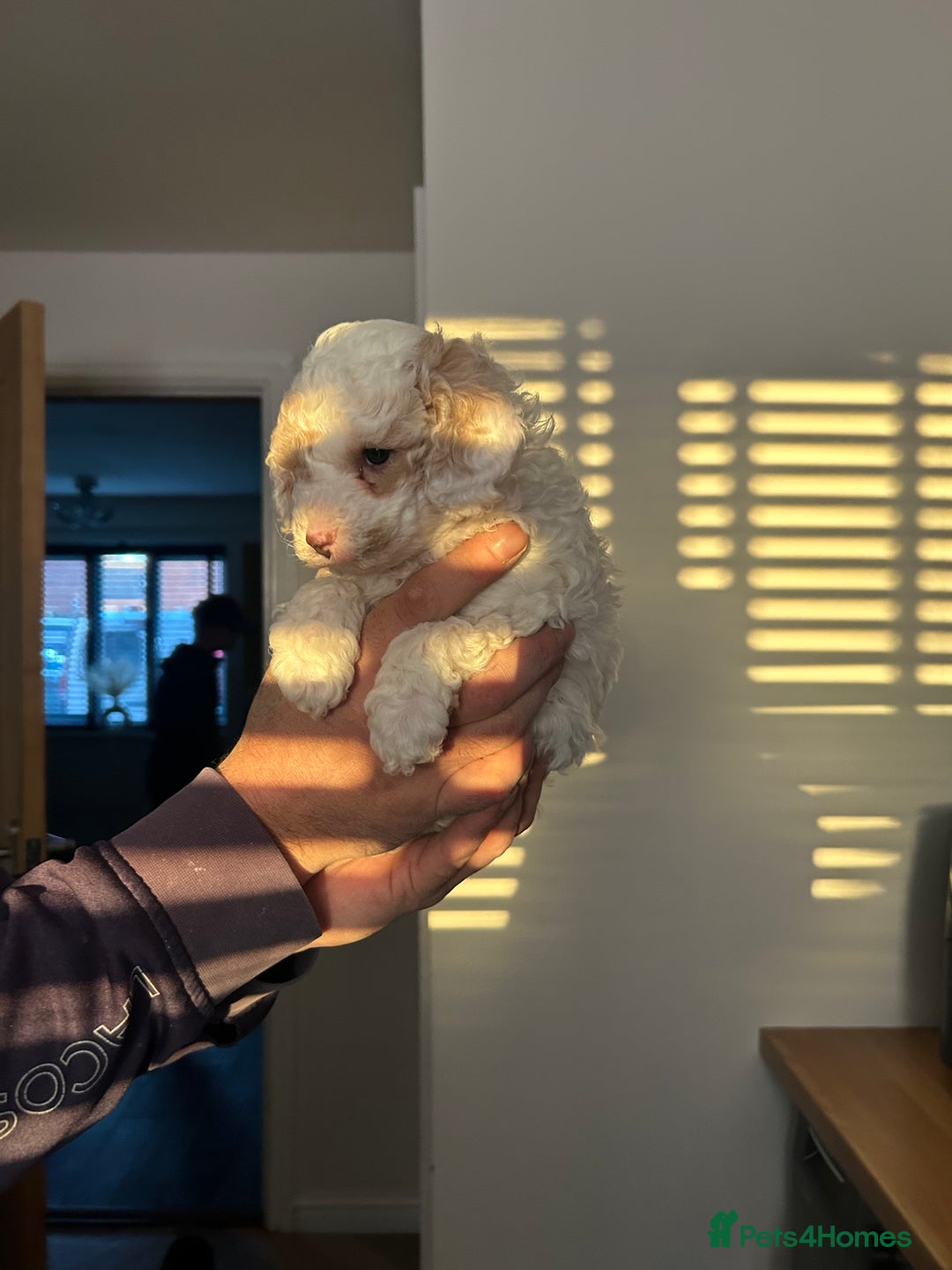 Toy Poodle dogs for sale: Beautiful phanotom toy poodle boys  - Advert 17