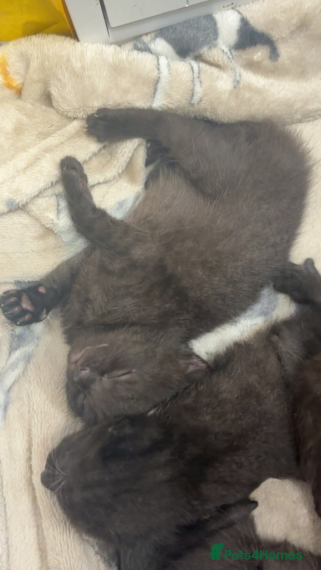 Bombay cats for sale: Black tabby kittens - Image 8