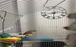 Finches birds for sale: Male Goldfinch for Sale – £100 (includes cage) - Advert 11