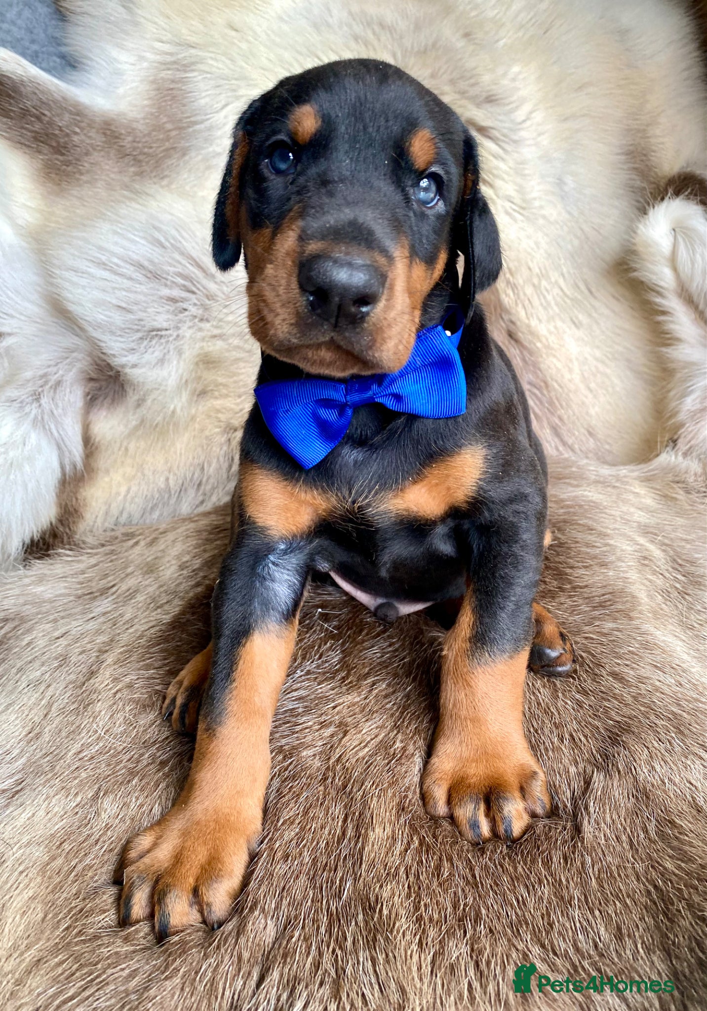 Dobermann dogs for sale: *KC REGISTERED* HEALTH TESTED DOBERMAN PUPPIES - Advert 39
