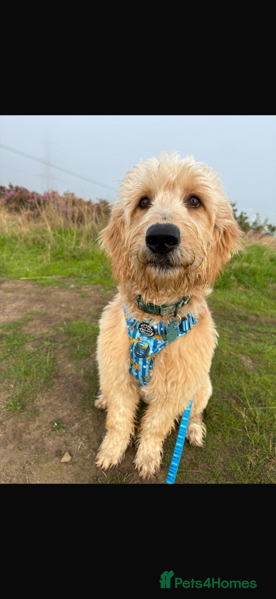 Mixed Breed dogs Australian Goldendoodle  - Advert 6