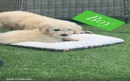 Goldendoodle dogs for sale: F1B GOLDENDOODLE PUPPIES 2 BOYS AVAILABLE  in Farnham - Image 27
