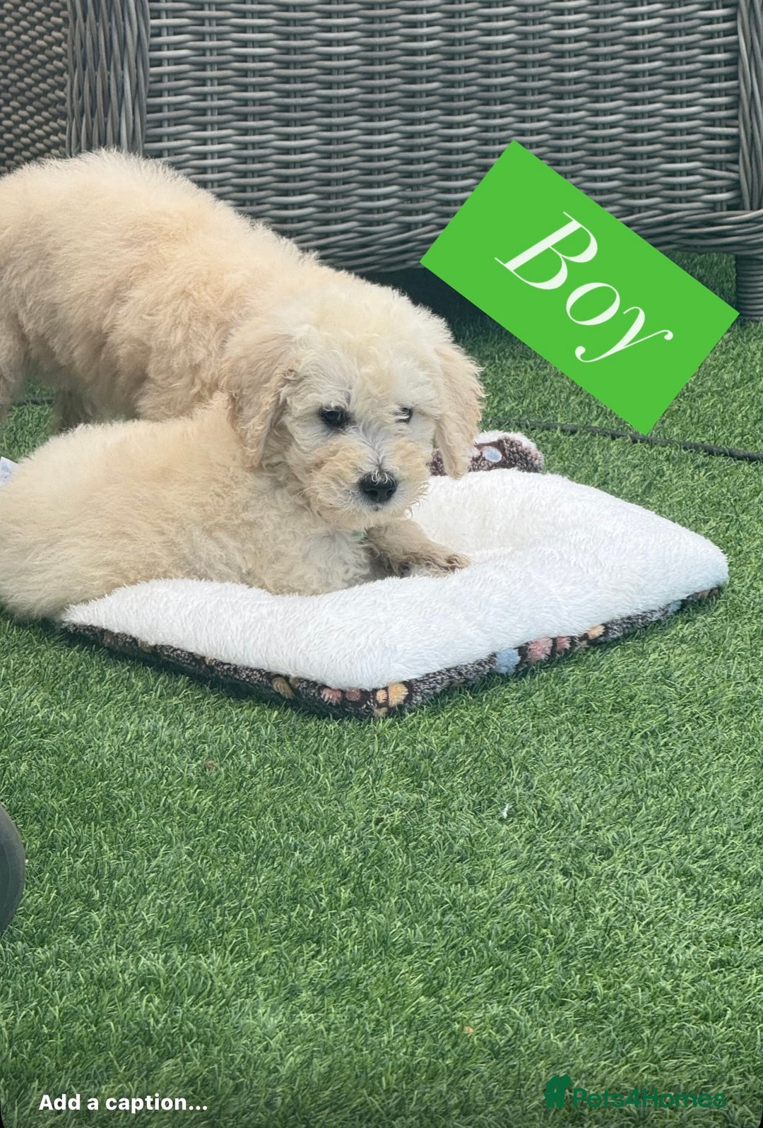 Goldendoodle dogs for sale: F1B GOLDENDOODLE PUPPIES 2 BOYS AVAILABLE  in Farnham - Image 27