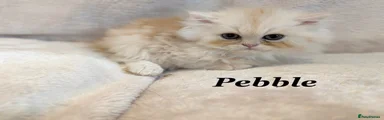 Pebble