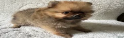 Pomeranian dogs for sale: Russian/Taiwan Pomeranian puppies - Advert 6