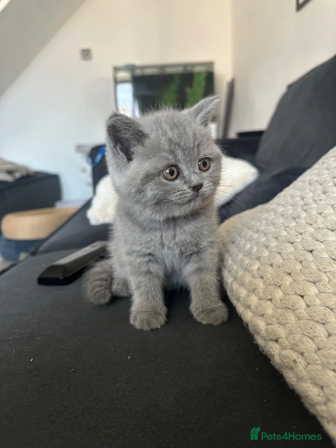 British Shorthair cats for sale: 4 beautiful blue British short hair kittens  - Advert 14