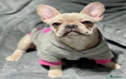 French Bulldog dogs for stud: 🌟🔥LILAC PLATINUM KC REG FRENCH BULLDOG STUD🔥🌟 in Uxbridge - Image 25