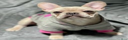 French Bulldog dogs for stud: 🌟🔥LILAC PLATINUM KC REG FRENCH BULLDOG STUD🔥🌟 in Uxbridge - Advert 21