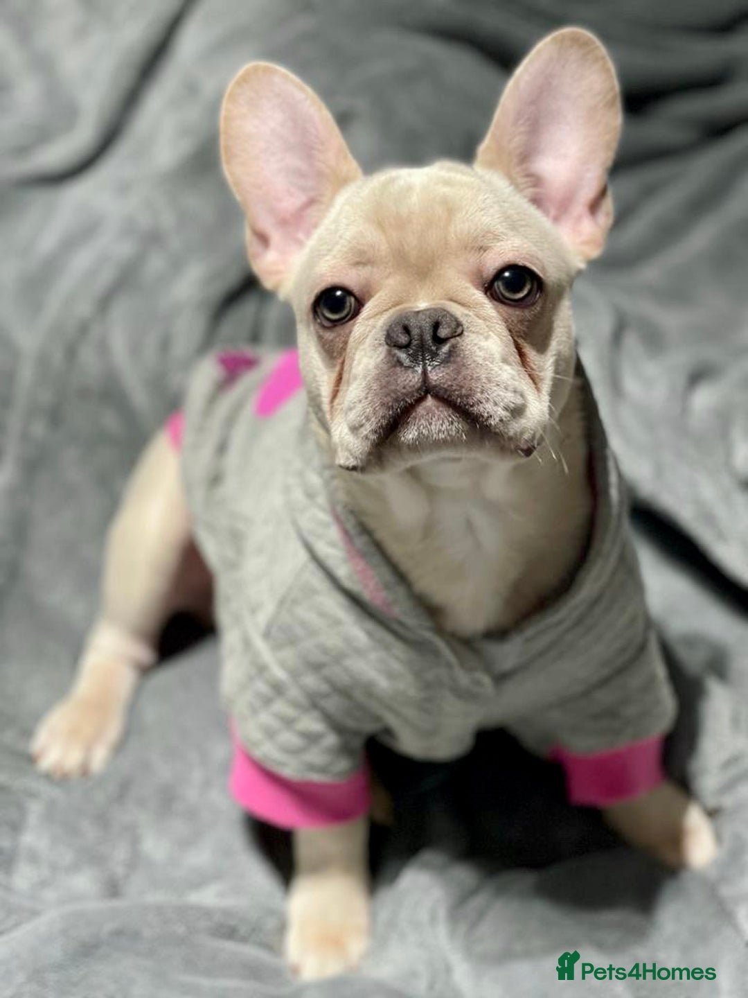 French Bulldog dogs for stud: 🌟🔥LILAC PLATINUM KC REG FRENCH BULLDOG STUD🔥🌟 in Uxbridge - Image 25