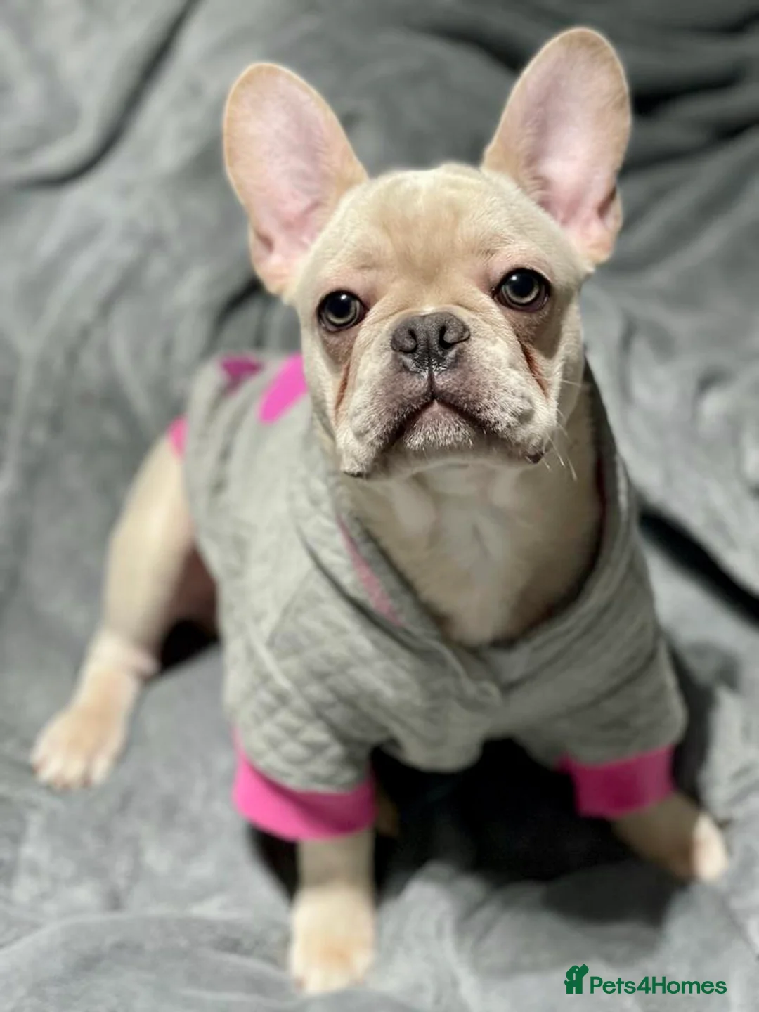 French Bulldog dogs for stud: 🌟🔥LILAC PLATINUM KC REG FRENCH BULLDOG STUD🔥🌟 in Uxbridge - Advert 21