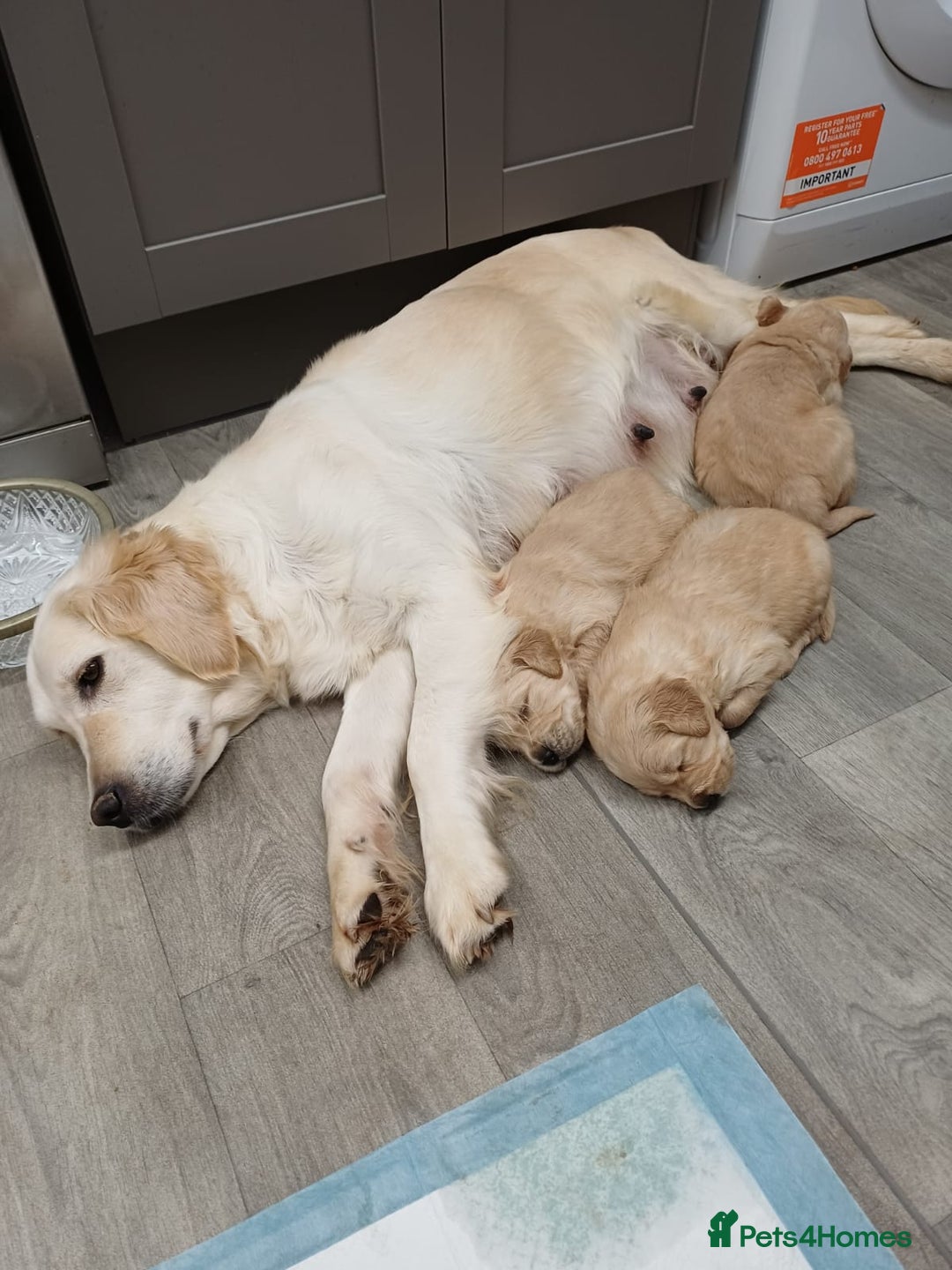 Golden Retriever dogs for sale: Golden retrievers  - Advert 10