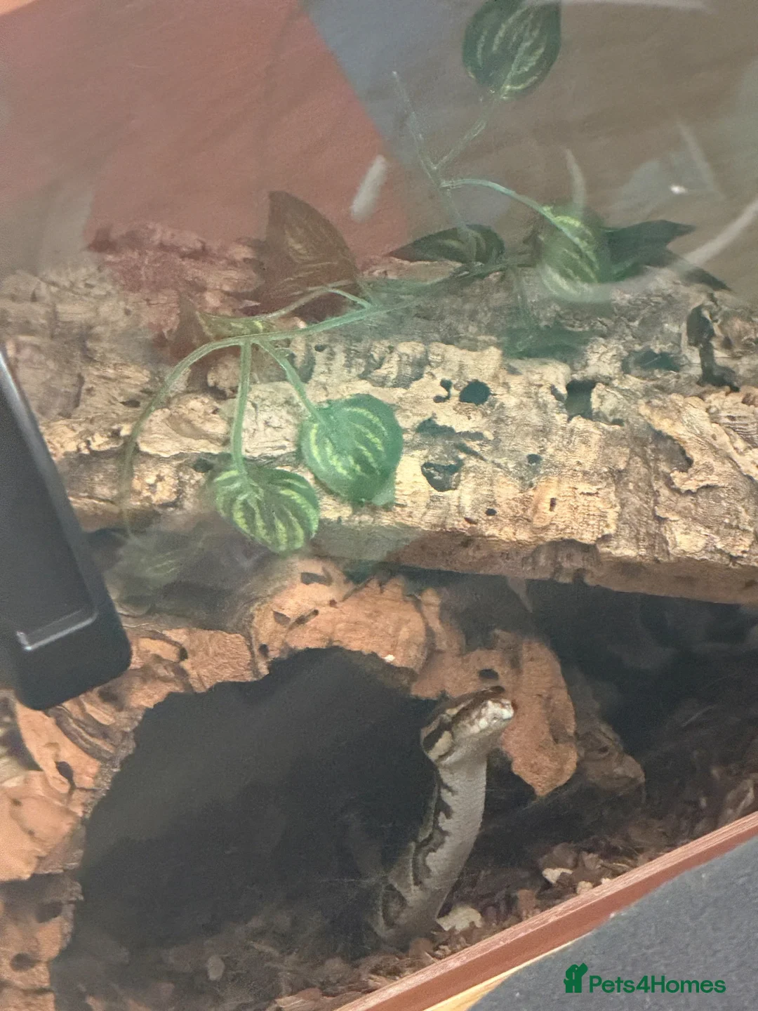 Python Snake reptiles for sale: Male clown double het pied royal python  in Blackpool - Advert 5