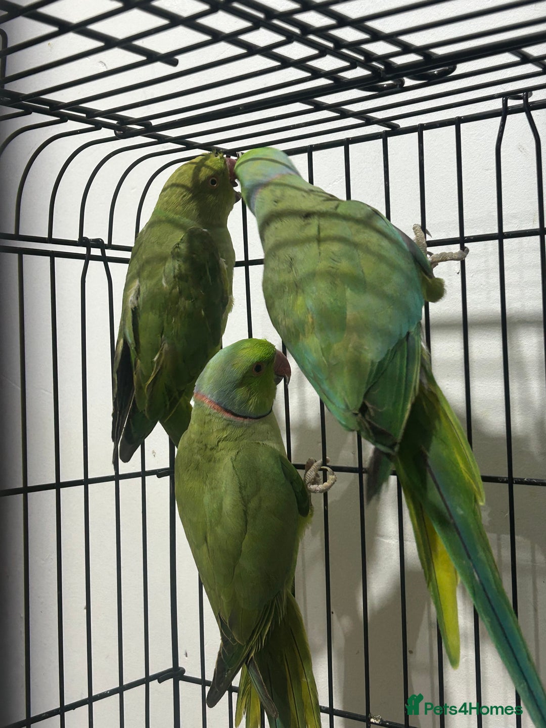 Ringnecks birds for sale: Indian ring neck - Image 1