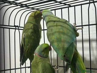 Ringnecks birds - Advert 10