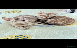 Bengal cats for sale: 🖤 TICA REGISTERED 🔥 ONLY 1 LEFT 🩶  - Image 38