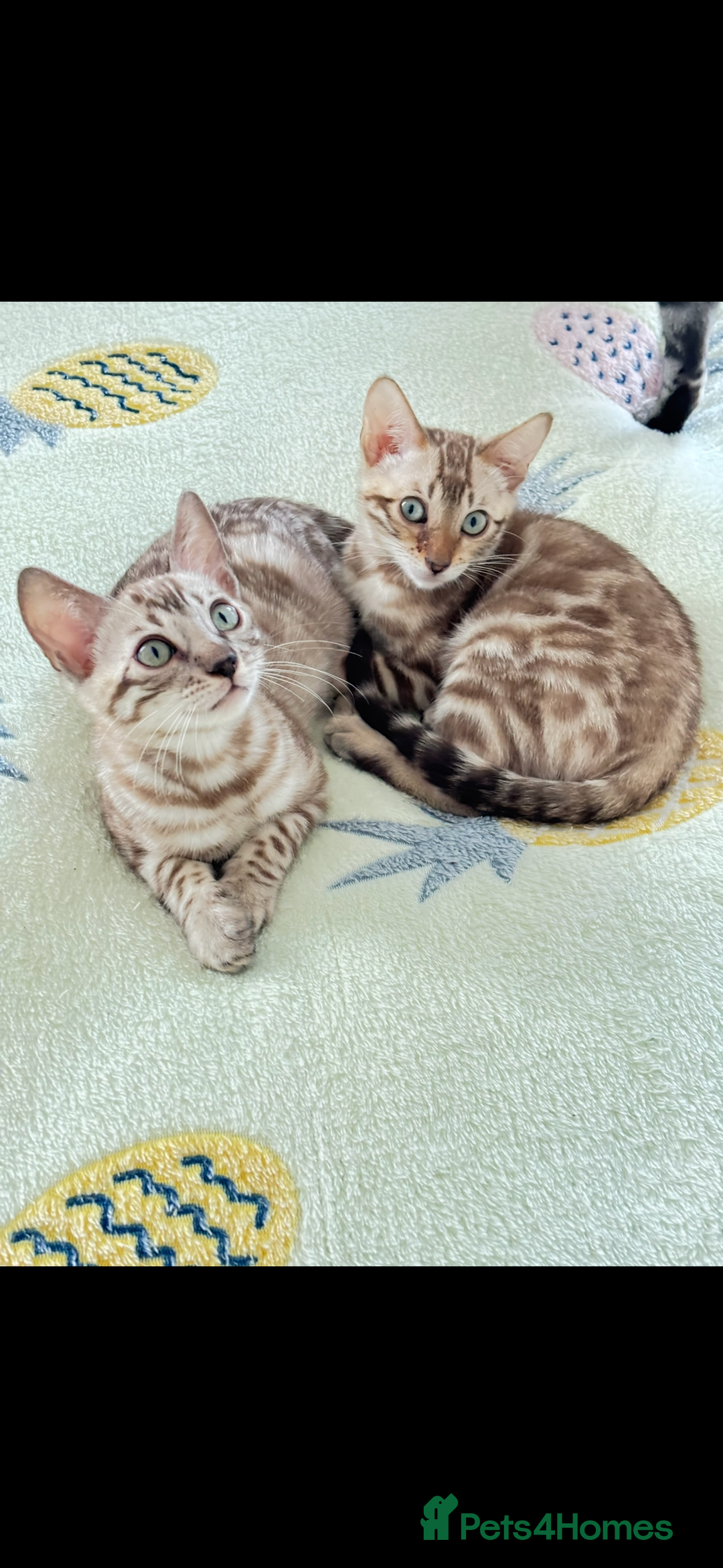 Bengal cats for sale: 🖤 TICA REGISTERED 🔥 ONLY 1 LEFT 🩶  - Image 38