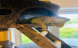 Iguana reptiles for sale: Tank the tame Blue Iguana  - Image 9