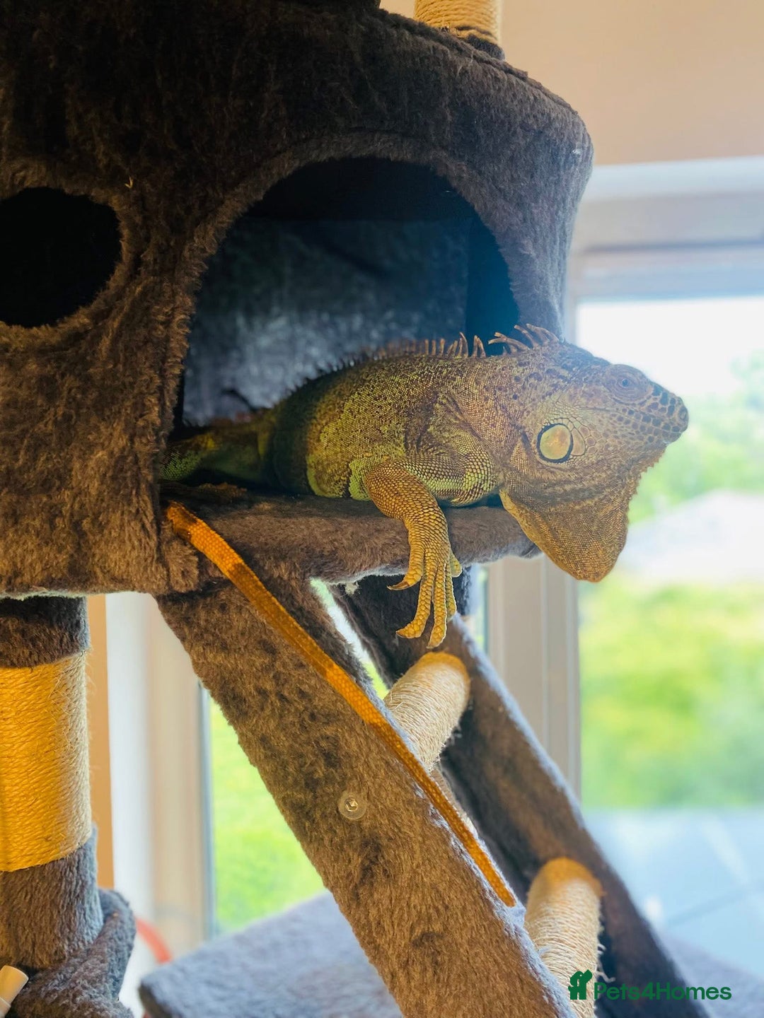 Iguana reptiles for sale: Tank the tame Blue Iguana  - Image 9