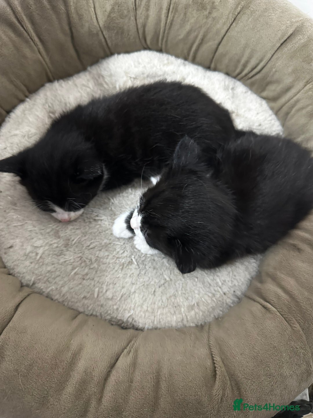 Norwegian Forest Cat cats for sale: 🐾 Adorable Kittens Looking for Loving Homes 🐾 - Advert 3