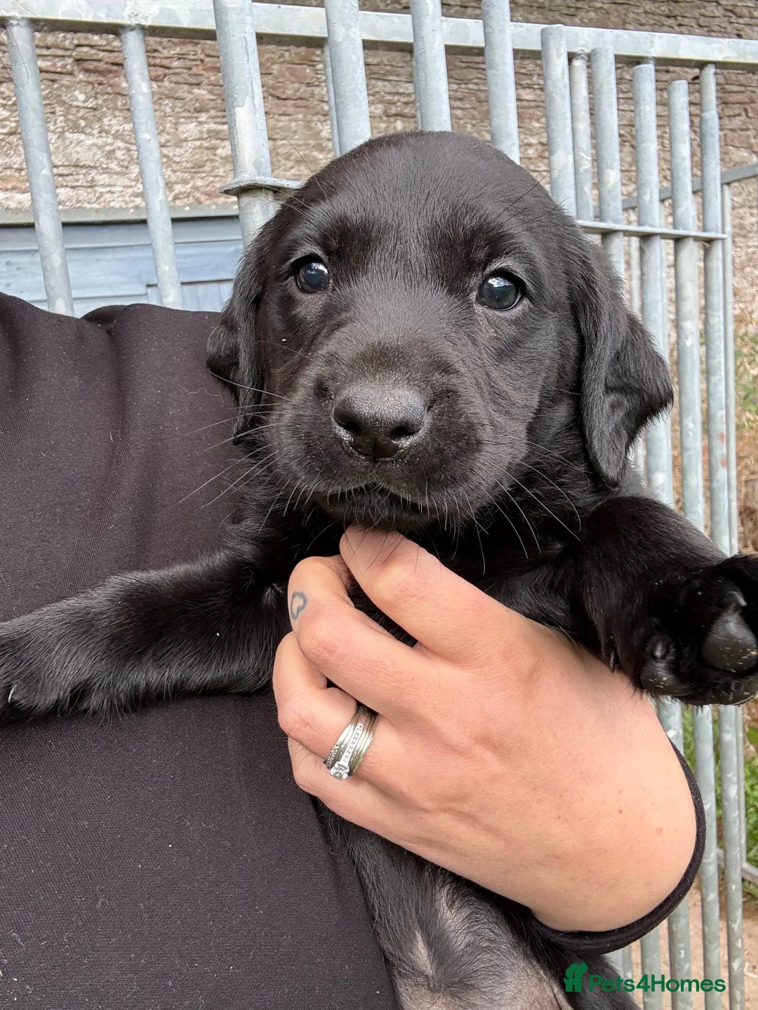Labrador Retriever dogs for sale: Chunky Labrador puppies for sale  - Advert 2