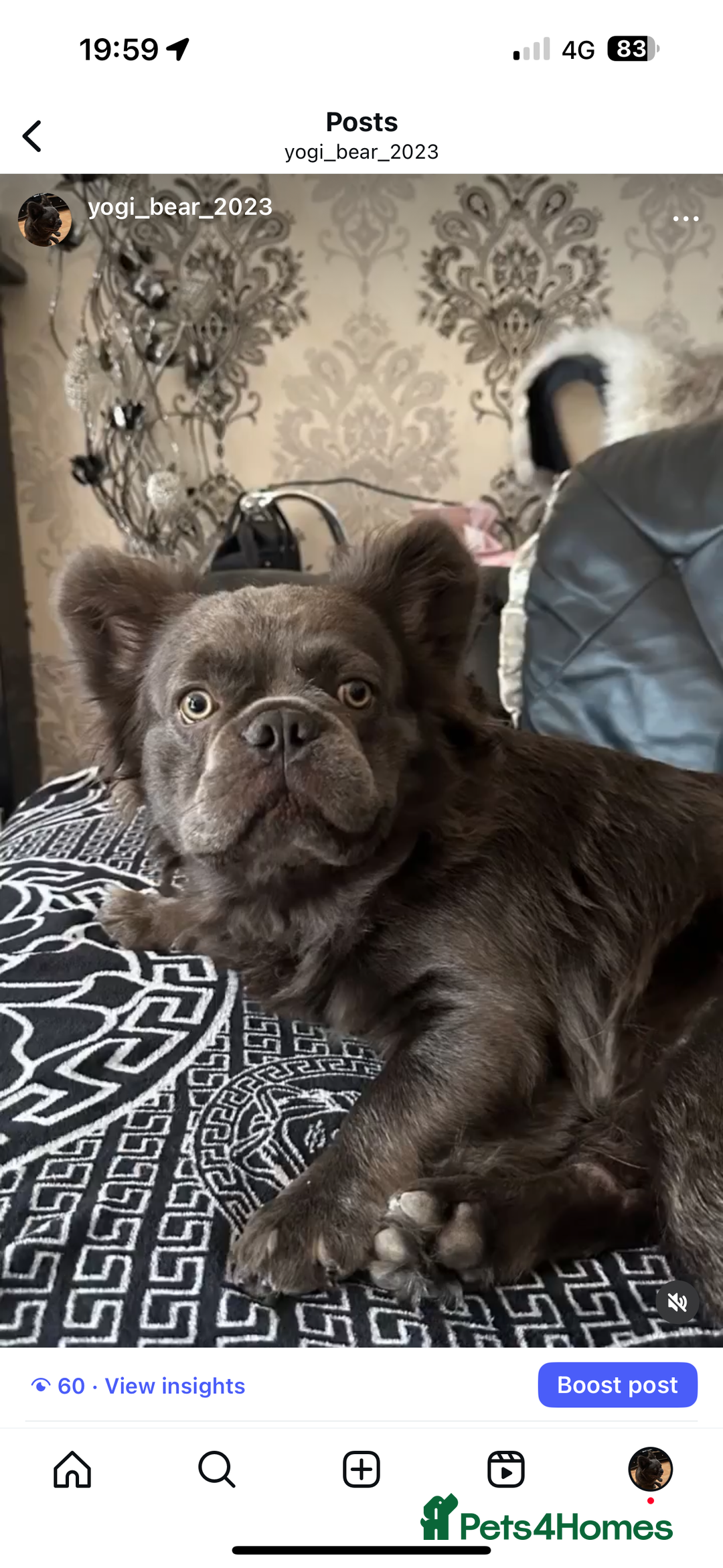 French Bulldog dogs for sale: Beautiful full fluffy French bulldog  - Advert 3