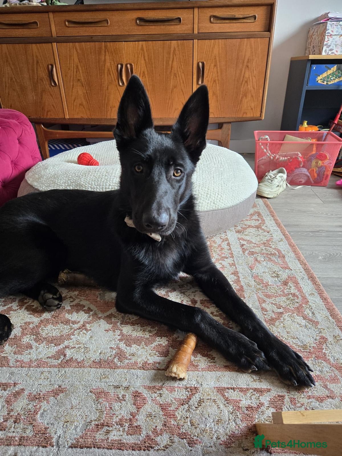 German Shepherd dogs for adoption: Sirius Black – Your New Magical Best Friend! 🪄🖤 - Advert 7