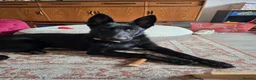 German Shepherd dogs for adoption: Sirius Black – Your New Magical Best Friend! 🪄🖤 in Hengoed - Advert 1