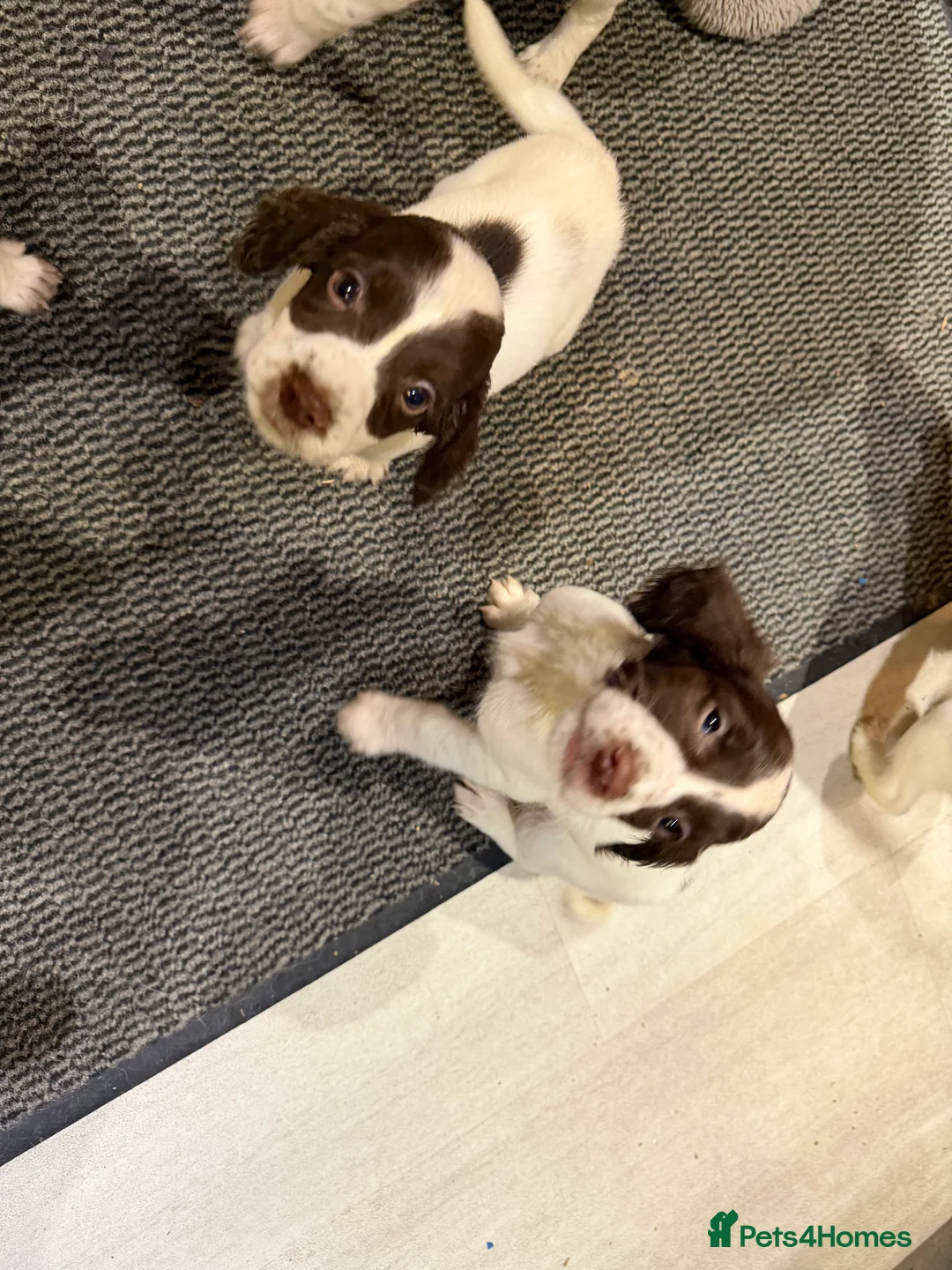 English Springer Spaniel dogs for sale: 8 week old English springer spaniel puppies  - Advert 3