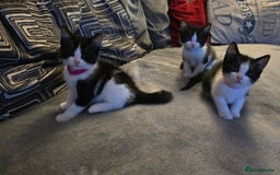 Mixed Breed cats for sale: Adorable black and white kittens - Image 7