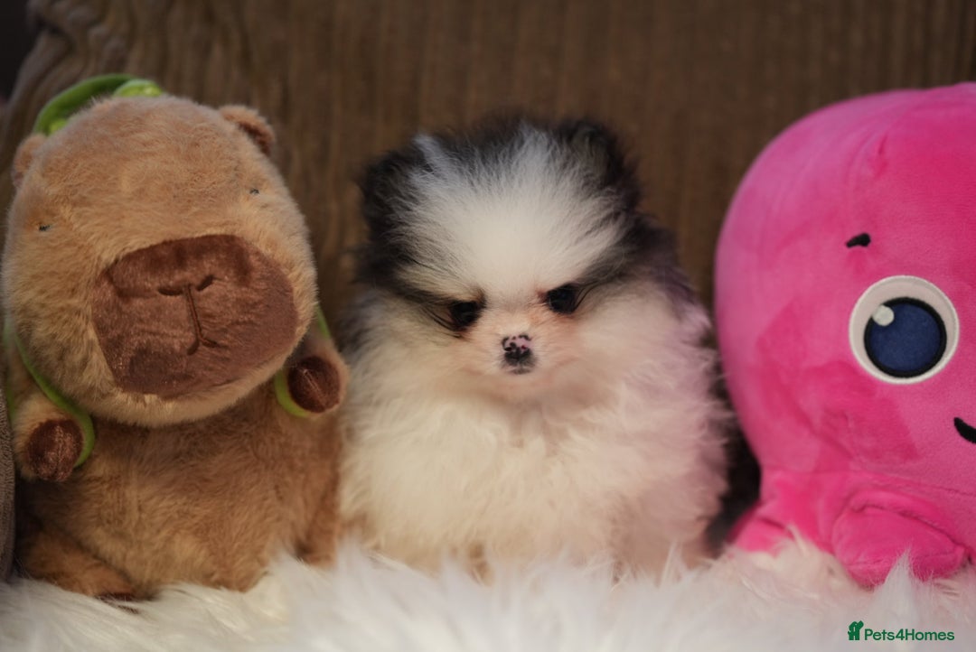 Pomeranian dogs for sale: Tiny pups are ready for new homes - Advert 8