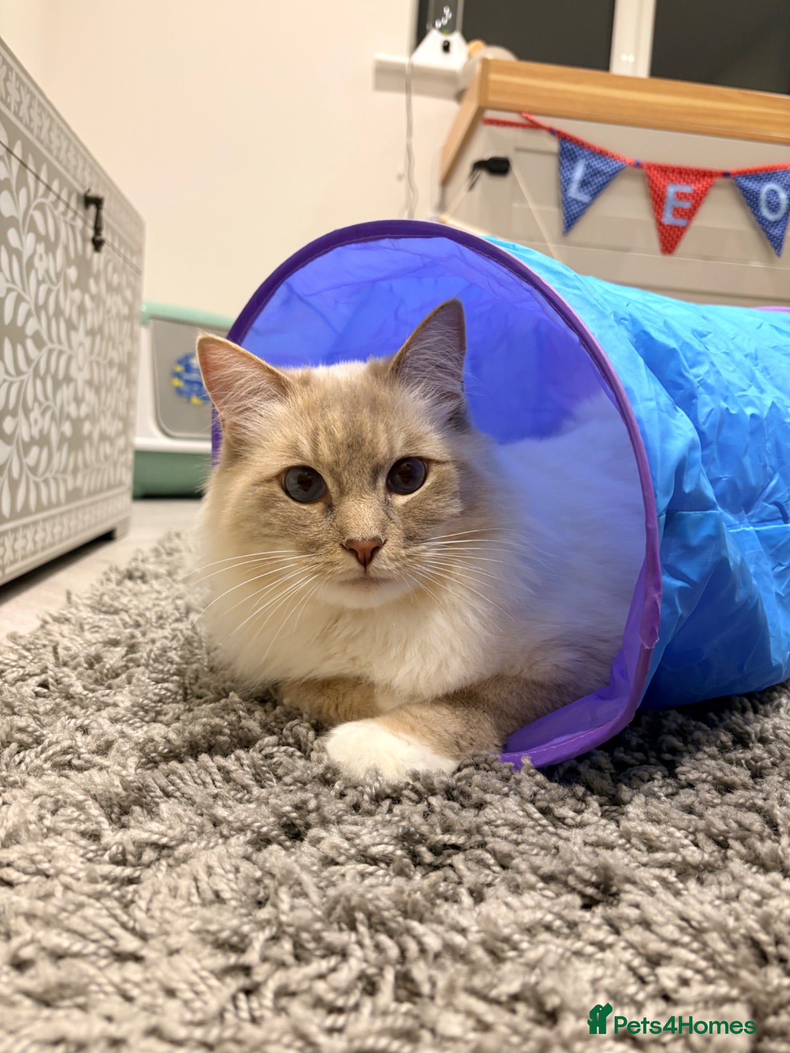 Ragdoll cats Beautiful male ragdoll  - Advert 5