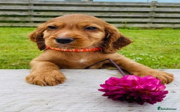 Cocker Spaniel dogs for sale: Handsome Golden Cocker Boys - Image 16
