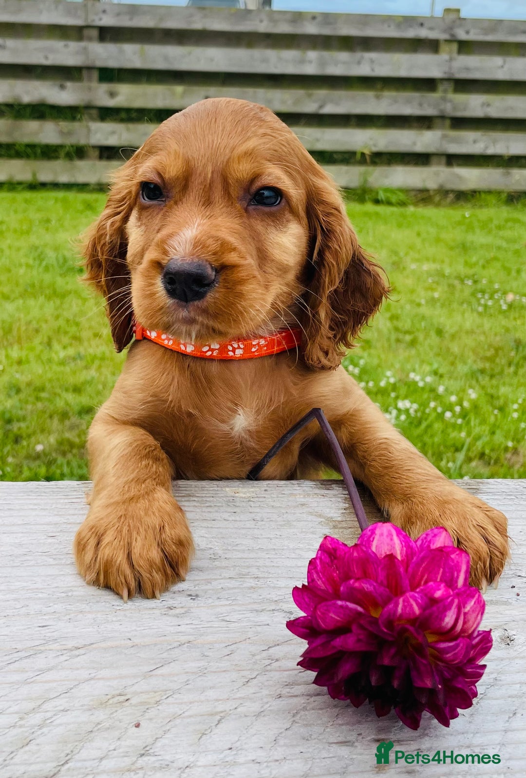 Cocker Spaniel dogs for sale: Handsome Golden Cocker Boys - Image 16