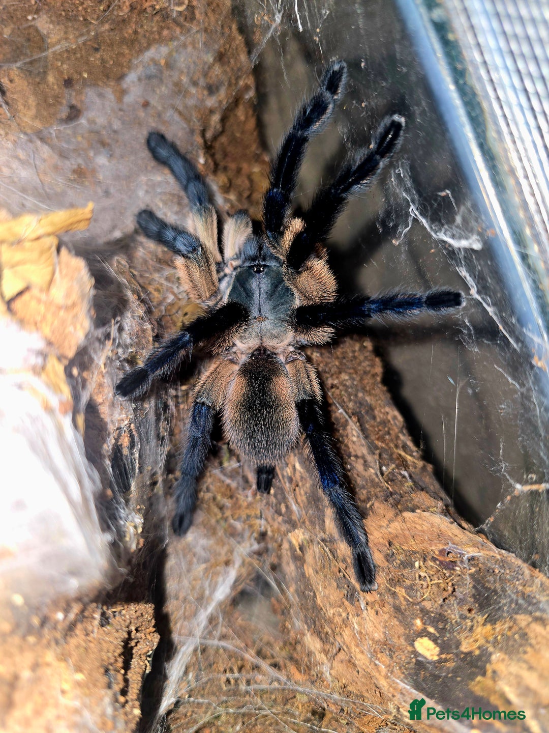 Spiders invertebrates for sale: Tarantulas For Sale  - Advert 2