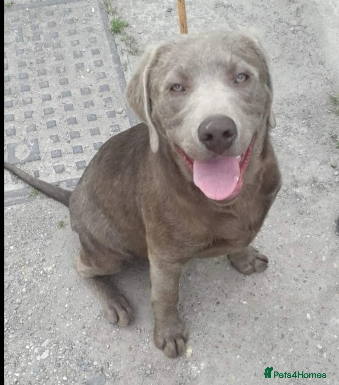 Labrador Retriever dogs for sale: KC silver Labrador girl  - Advert 4