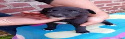 Mixed Breed dogs for sale: Lurcher pups (Collie x Whippet) - Advert 11