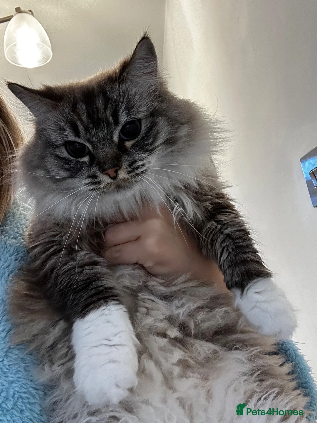 Ragdoll cats for sale: Rehoming our beloved Bonnie girl  - Advert 1