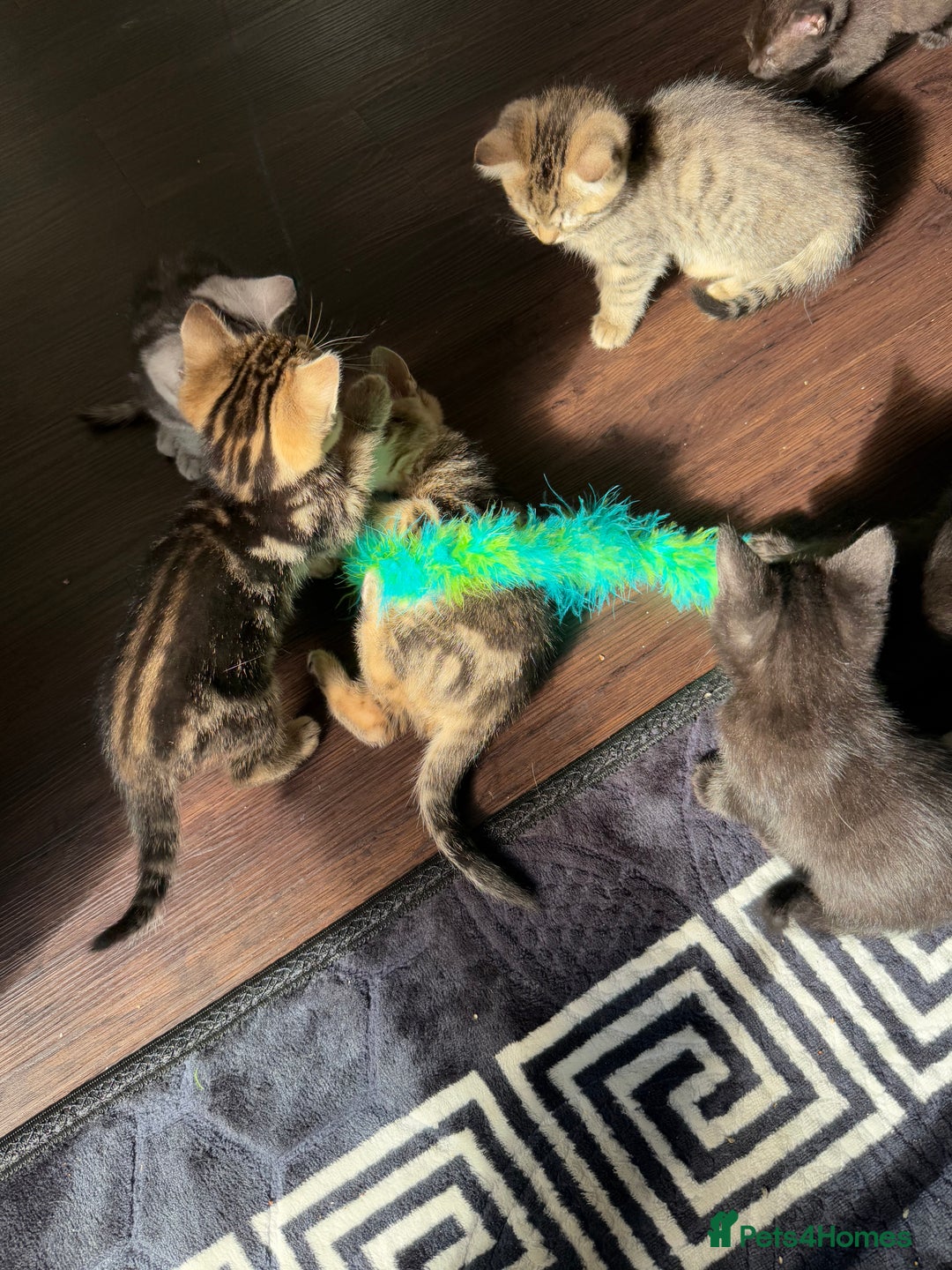 British Shorthair cats for sale: Kitten  - Image 17