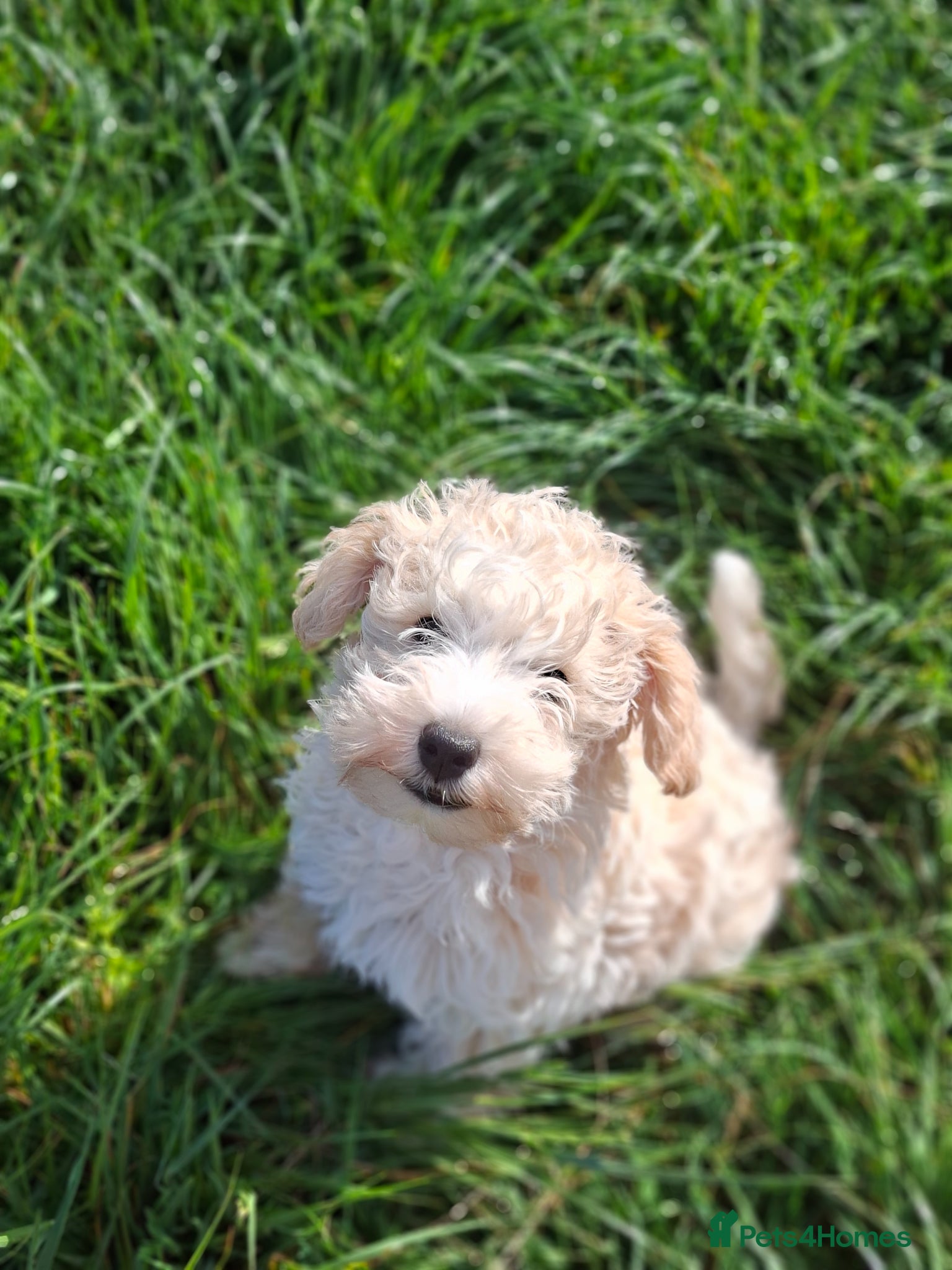 Schnoodle dogs Beautiful toy schnoodle - Advert 2
