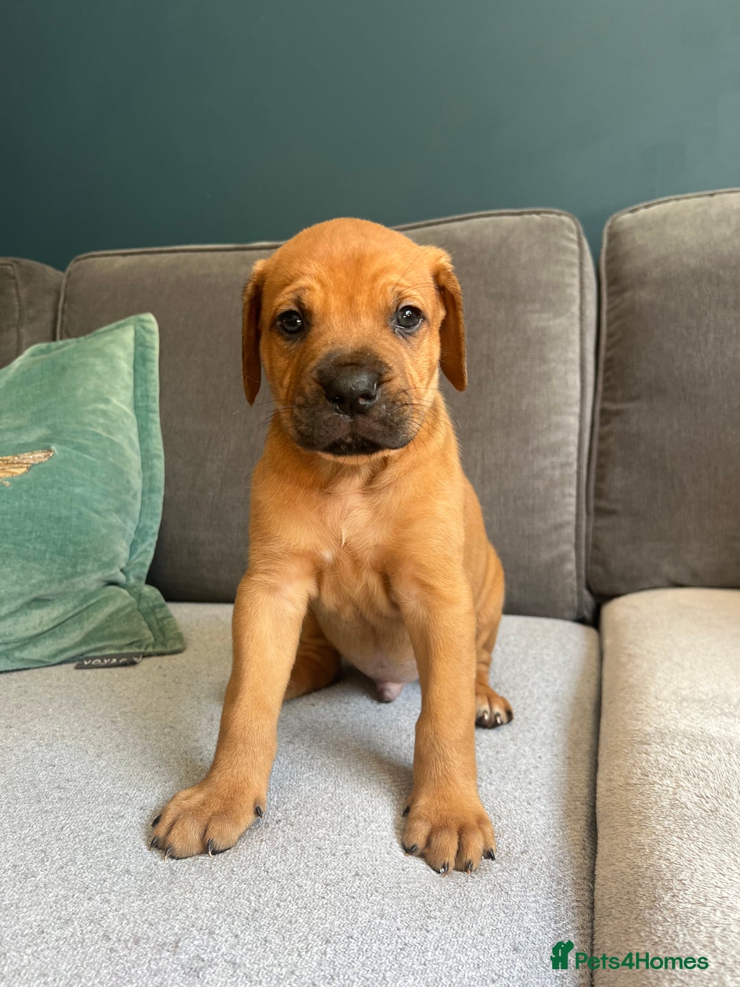 Mixed Breed dogs for sale: Puppies looking for forever homes 🏡 - Image 6