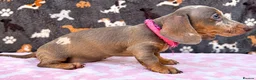 Miniature Dachshund dogs for sale: Miniature Dachshund- KC Registered - Advert 12